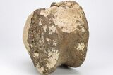 Rare, Sauropod Dinosaur (Pelorosaurus) Vertebra - England #206427-1